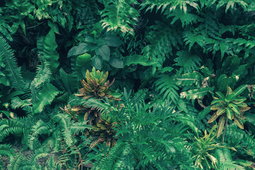 Fototapeta premium Beautiful nature background of vertical garden with tropical green leaf 