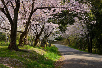 遊歩道の両側に満開の桜が並んでいる公園の風景