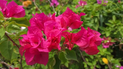 pink and white flowers