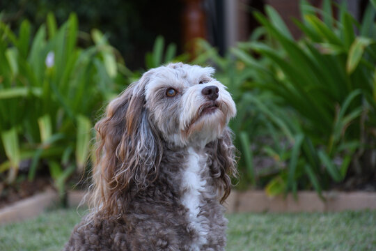 portrait of a dog