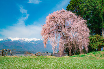 駒ケ根市　吉瀬のしだれ桜