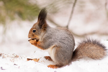 Naklejka na ściany i meble Forest fluffy squirrel with tassel ears sits on the snow eating nuts.