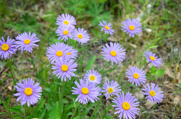 blue daisies (Felicia) growing in the wild. Buryatia.