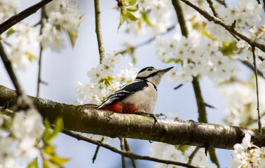 great spotted woodpecker