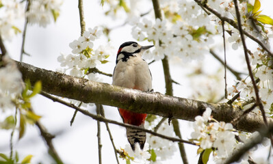 buntspecht im Kirschbaum
