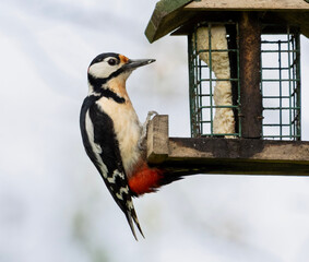 great spotted woodpecker