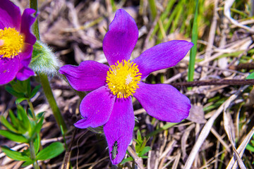 low-growing in sunlit areas blooms in early spring with large purple flowers, selective focus