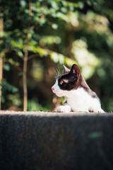 Naklejka na ściany i meble Hong Kong Cat