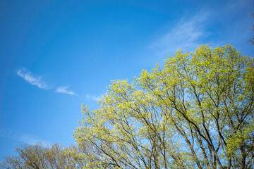 初夏の広々とした青空と黄色い花の咲く樹木