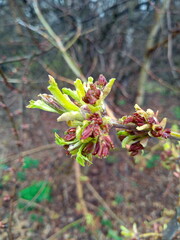 red  flowers in spring