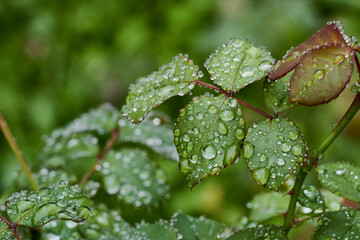 Raindrops on rose leaves. Close-up of green rose leaves with raindrop.