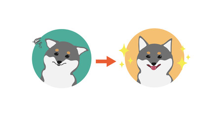 黒柴の表情ビフォーアフター