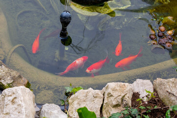 Red goldfish small pond at backyard garden