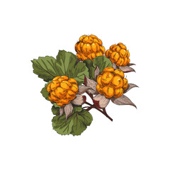 Cloudberry bush twig with ripe berries, sketch vector illustration isolated.