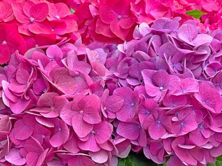 Pink hydrangea flowers close up. Purple lush hortensia.