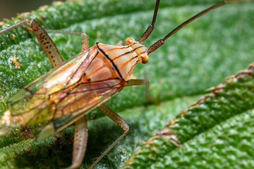 fruit-spotting bug on the top of a green leaf