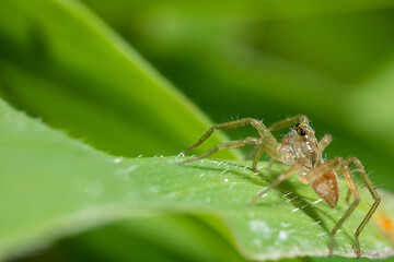a small transparent spider on the top of a green leaf