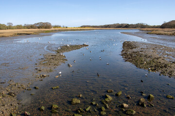 From the Causeway at Freshwater, Isle of Wight with water and wildfowl