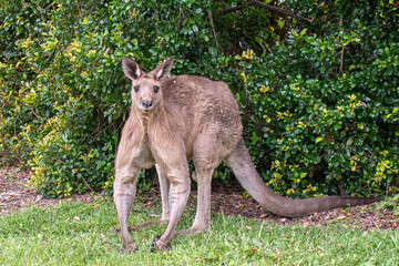 kangaroo in the grass