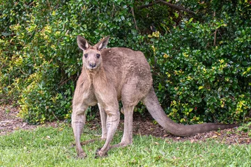 Foto op Plexiglas kangaroo in the grass © Labram Photography