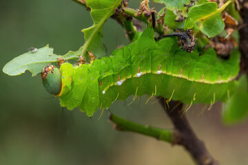 Japanese Oak Silkmoth caterpillar - Antheraea yamamai, large yellow and orange moth from East Asian woodlands, Japan.