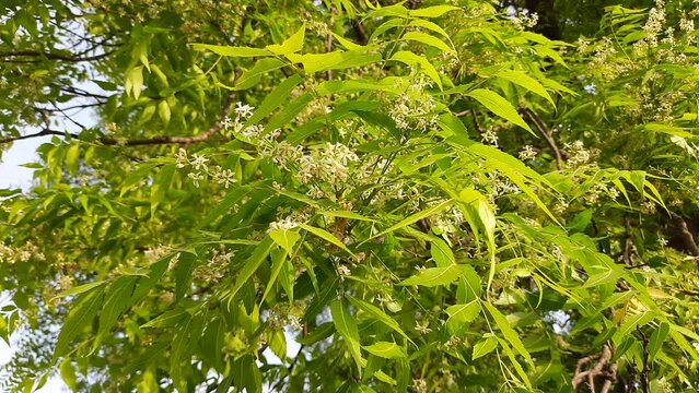 Neem flower in the tree. Its other names Azadirachta indica, nimtree or Indian lilac. Its fruits, and seeds are the source of neem oil. Many aruvedic medicines are made from its leaves,flower and seed