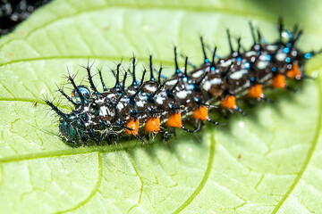 a caterpillar on top of a green leaf
