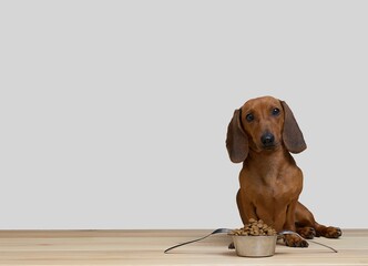 Dachshund hunting dog sits by a bowl of dry food ready for dinner and stares into the camera. Lunch time, white background in photo studio.
