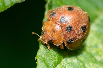 ladybug on a green leaf