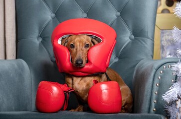 A dachshund hunting dog, wearing red boxing gloves and a safety helmet, sits in a comfortable...