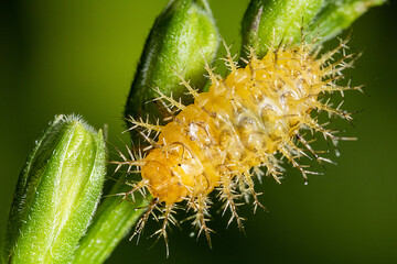 Fototapeta premium yellow caterpillar on top of a bud stalk