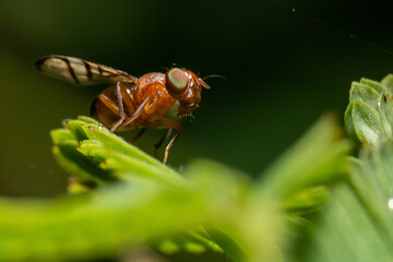 A fly on the top of some leaves with defocus foreground and background