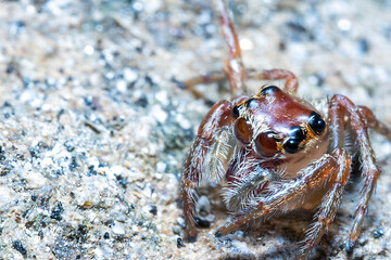 A red spider on a rock