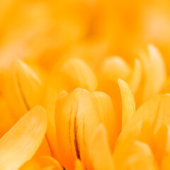 Obraz premium Yellow crocus flowers. Macro floral background for holiday design