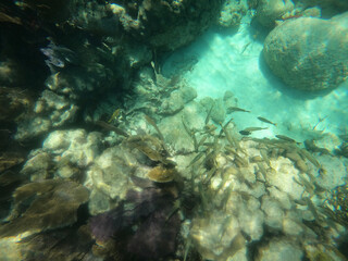 coral reef with fish