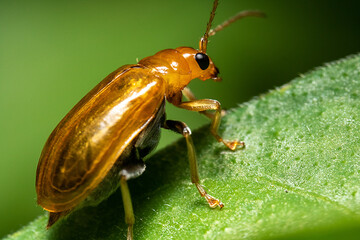 an orange bug on the edge leaf