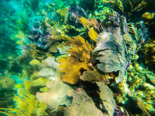 coral reef, Florida National Parks, John Pelicamp Park, coral, soft coral, fish, underwater, beach, scuba, snorkel, vacation, fish, tropical, United States National Parks, mermaid, luxury