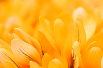 Yellow crocus flowers. Macro floral background for holiday design