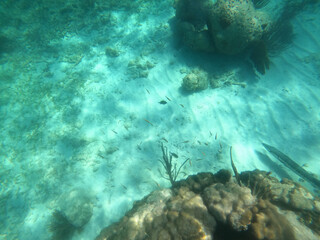 Fototapeta premium coral reef, Florida National Parks, John Pelicamp Park, coral, soft coral, fish, underwater, beach, scuba, snorkel, vacation, fish, tropical, United States National Parks, mermaid, luxury