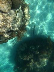 scenecoral reef, Florida National Parks, John Pelicamp Park, coral, soft coral, fish, underwater, beach, scuba, snorkel, vacation, fish, tropical, United States National Parks, mermaid, luxury