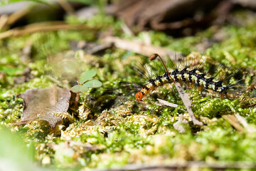 a caterpillar scavenging on the ground