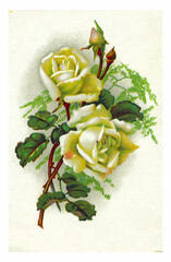 Estonia, Tallinn - CIRCA 1950: An old postcard with white roses on a white background, printed in Tallinn around 1950.