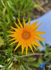 yellow dandelion flower