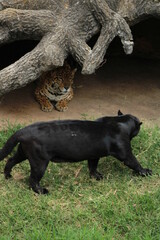 pantera © Christian