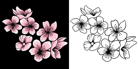 sakura flower vector illustration in detailed style © Dominico