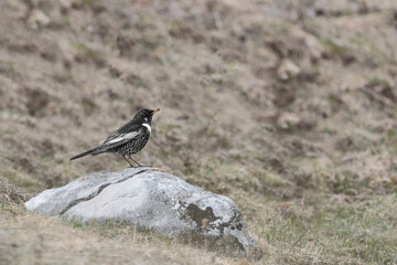 Ring ouzel male perched on the rock (Turdus torquatus)
