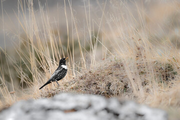 The ring ouzel male at hunt in grassland (Turdus torquatus)