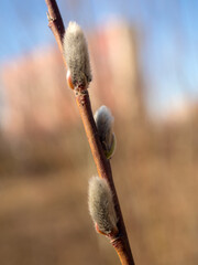 willow buds on a branch
