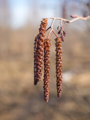 Naklejka premium alder in spring day closeup