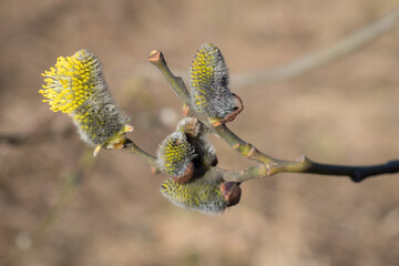 willow branch in spring closeup